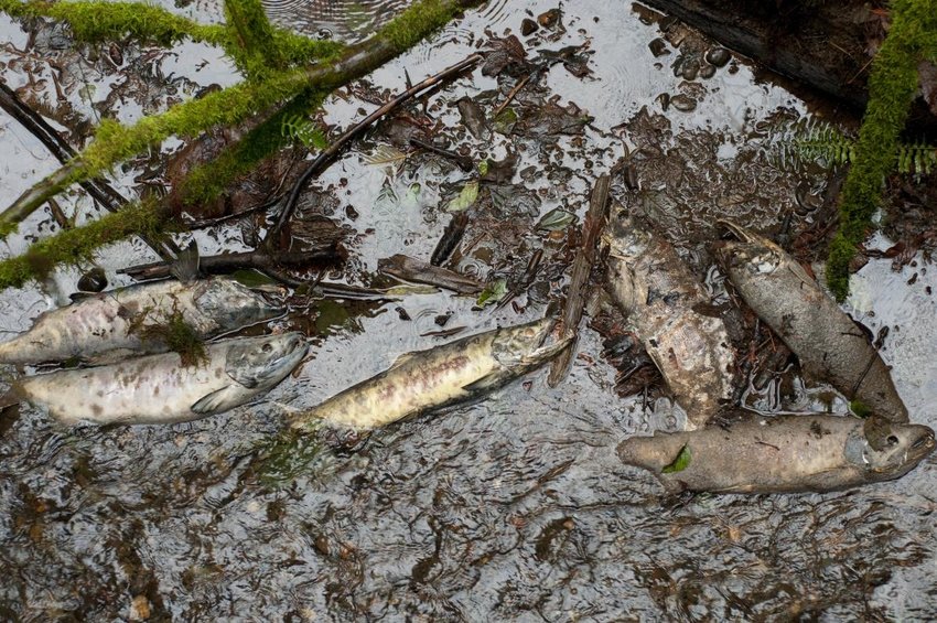 Dead Salmon